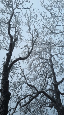 img00028.jpg