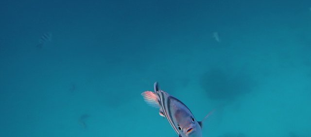 Polynesia-115.jpg