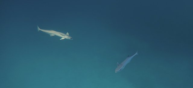 Polynesia-116.jpg