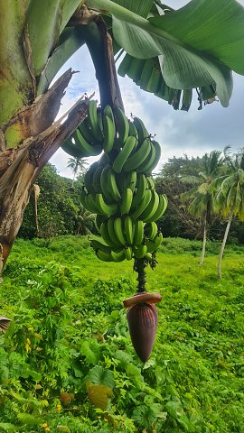 Polynesia-37.jpg