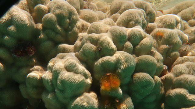 Polynesia-79.jpg
