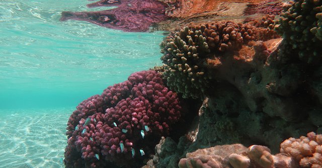 Polynesia-80.jpg