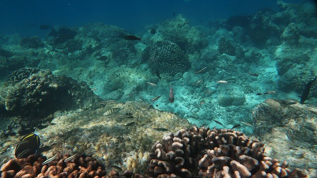 Polynesia-86.jpg