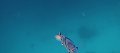 thn_Polynesia-115.jpg