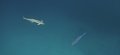 thn_Polynesia-116.jpg