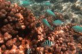 thn_Polynesia-84.jpg