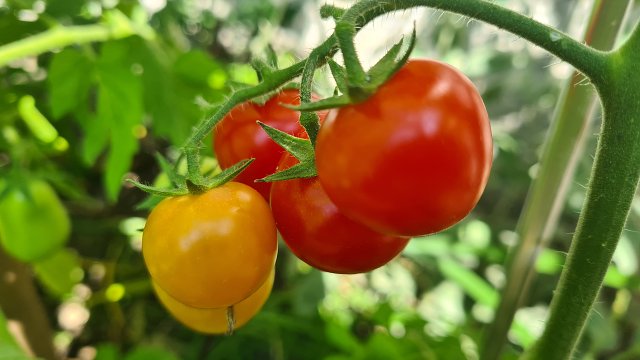 img00021.jpg